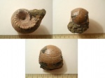 Erymnoceras doliforme. Erymnoceras doliforme.