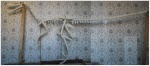 Макет скелета Velociraptor mongoliensis.