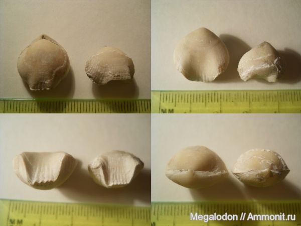 брахиоподы, мел, маастрихт, Саратовская область, Cretirhynchia, Вольск, Maastrichtian, Cretaceous