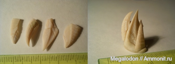 мел, ракообразные, маастрихт, Саратовская область, Вольск, arcoscalpellum, Maastrichtian, Cretaceous