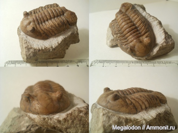 трилобиты, ордовик, Путилово, Asaphus, Ленинградская область, Asaphus lepidurus, Asaphidae, Ordovician