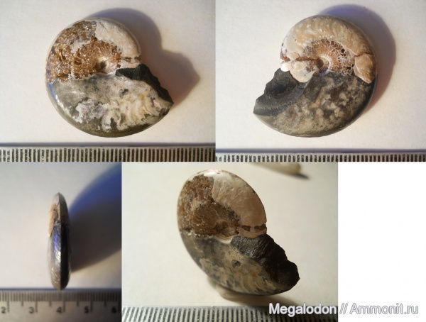 аммониты, мел, апт, Aconeceras, Aconeceras trautscholdi, Ammonites, Балаково, Aptian, Cretaceous