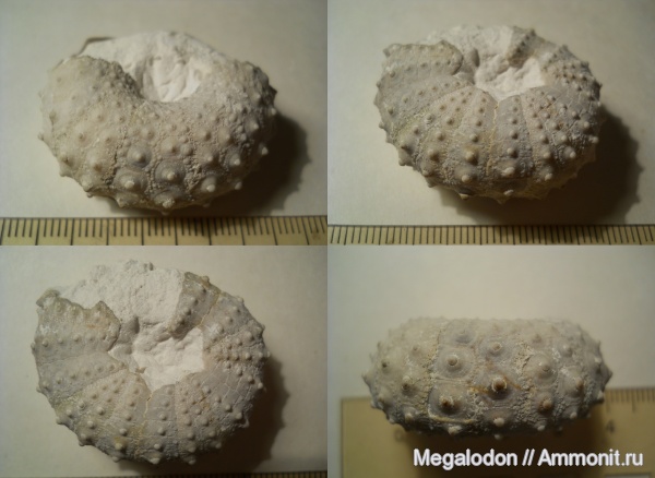 морские ежи, мел, маастрихт, Саратовская область, Echinodermata, Вольск, Cyphosoma, Maastrichtian, Cretaceous