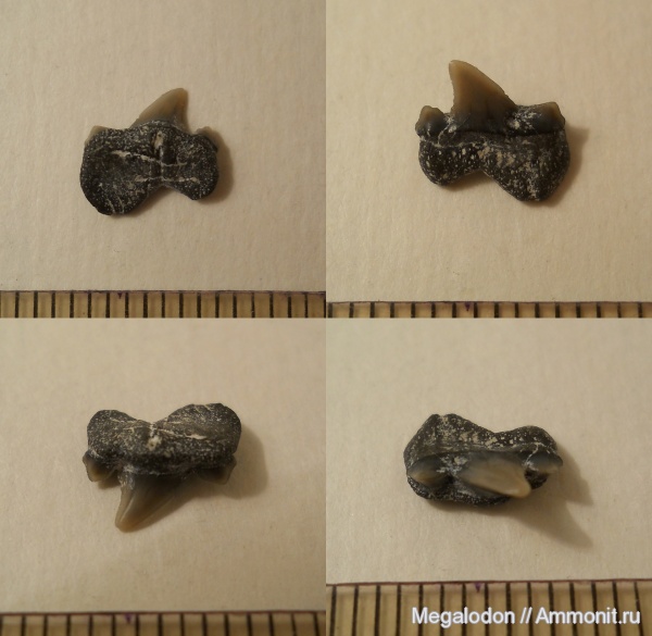 мел, акулы, Cretalamna, Саратовская область, турон, Lamniformes, Otodontidae, Вольск, sharks