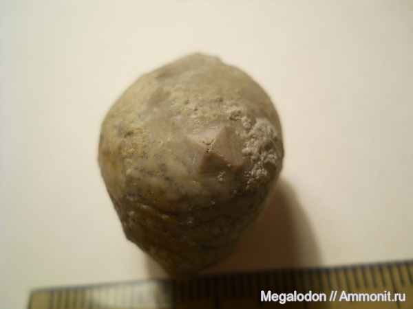 ордовик, Echinosphaerites, Ленинградская область, Echinodermata, Cystoidea