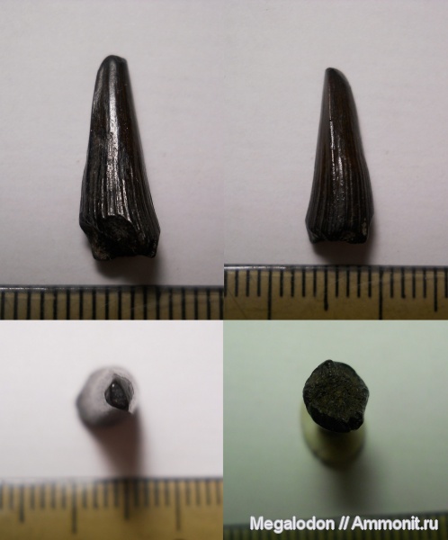 девон, рыбы, Sarcopterygii, Holoptychius, Псковская область