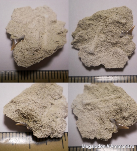 мел, рыбы, акулы, Саратовская область, кампан, Вольск