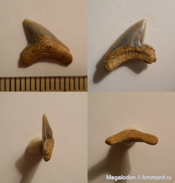 мел, рыбы, Squalicorax, сеноман, Саратовская область, Lamniformes, Squalicorax curvatus