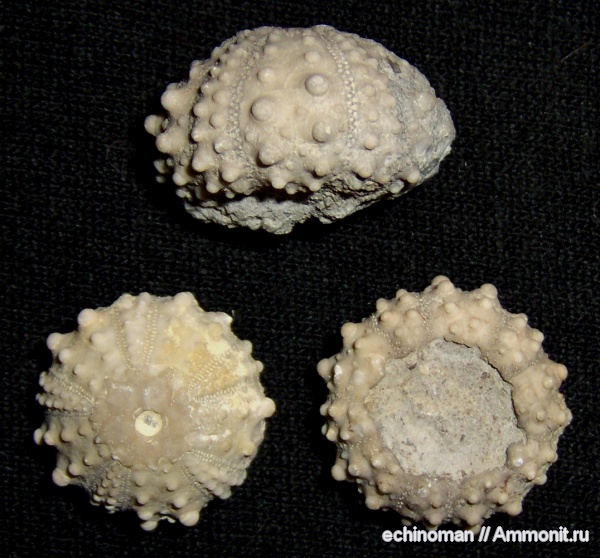 морские ежи, нижний мел, Болгария, Goniopygus, Lower Cretaceous