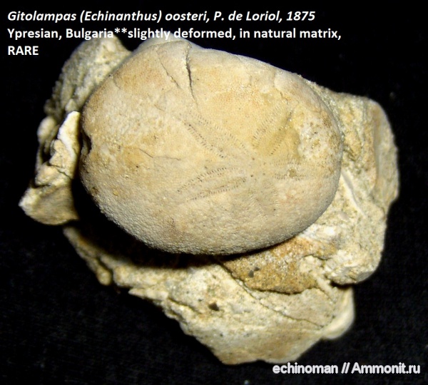 морские ежи, нижний мел, Болгария, Gitolampas, Gitolampas oosteri, Echinanthus, Lower Cretaceous
