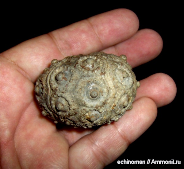 морские ежи, нижний мел, Болгария, Hirudocidaris, Lower Cretaceous