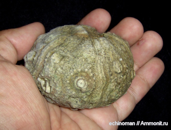 морские ежи, нижний мел, Rhabdocidaris, Болгария, Lower Cretaceous