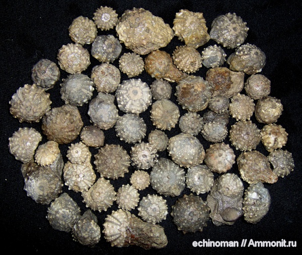 морские ежи, нижний мел, Болгария, Goniopygus, Lower Cretaceous