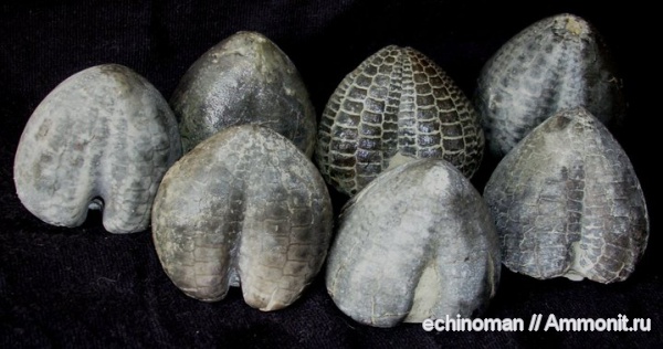 палеоцен, маастрихт, Болгария, Stegaster, Бяла, Maastrichtian