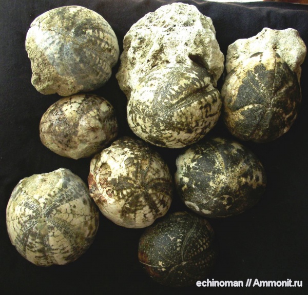 морские ежи, маастрихт, верхний мел, Болгария, Hemipneustes striatoradiatus, Hemipneustes, Maastrichtian, Upper Cretaceous