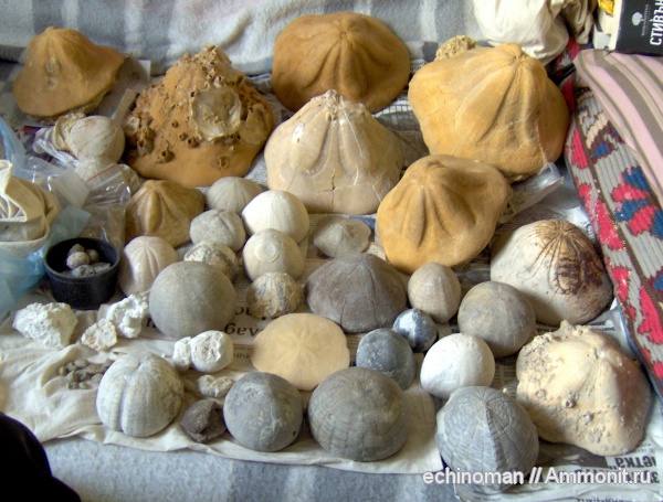 морские ежи, Болгария