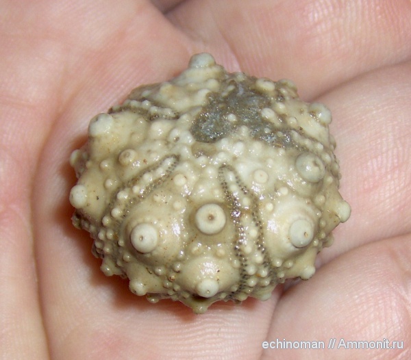 морские ежи, нижний мел, Болгария, Acrocidaris, Lower Cretaceous