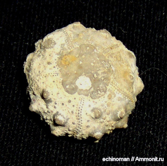 морские ежи, нижний мел, Болгария, Heterosalenia, Lower Cretaceous