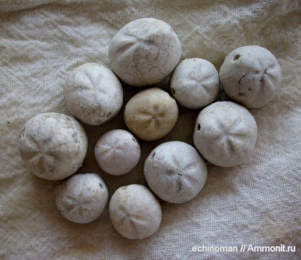 морские ежи, сантон, Болгария, Hemiaster angustipneustes, Hemiaster, Santonian