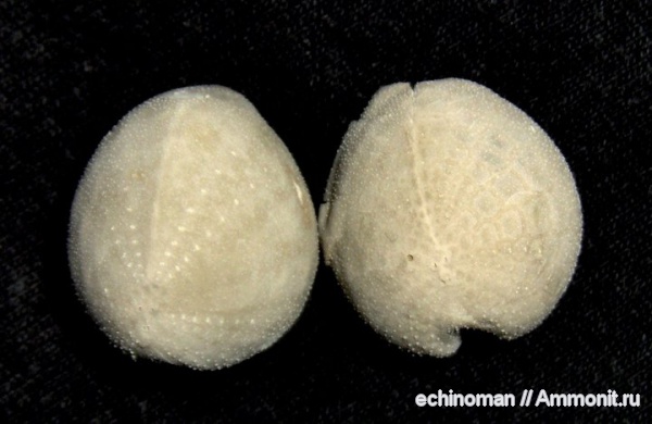 палеоцен, датский ярус, Болгария, Galeaster carinatus, Galeaster