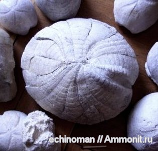 морские ежи, маастрихт, Hemipneustes, Hemipneustes oculatus, Maastrichtian