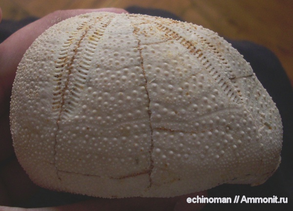 олигоцен, Болгария, Hypsopatagus meneghinii, Hypsopatagus