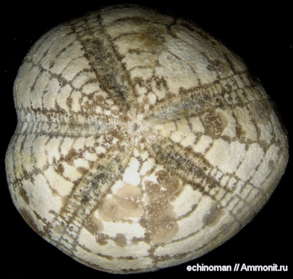 морские ежи, верхний мел, Micraster, сантон, Болгария, Micraster coranguinum, Santonian, Upper Cretaceous
