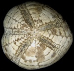 Micraster aff. coranguinum, Santonian, Dobrindolska Formation, Bulgaria