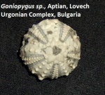 Goniopygus sp., Aptian, Bulgaria