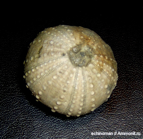 морские ежи, нижний мел, апт, Болгария, Hessotiaria, Aptian, Lower Cretaceous