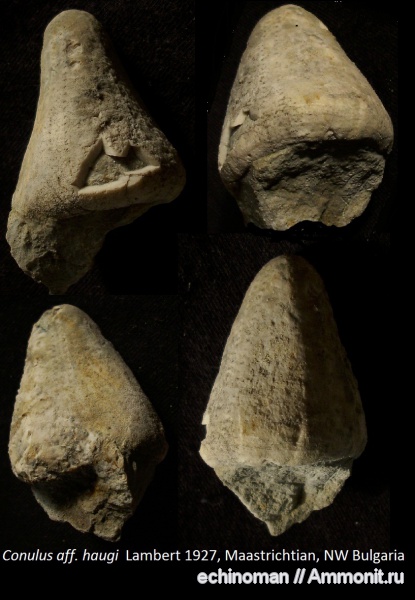 морские ежи, маастрихт, верхний мел, Болгария, Conulus haugi, Conulus, Maastrichtian, Upper Cretaceous