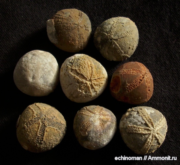 морские ежи, маастрихт, Болгария, Homoeaster abichi, Homoeaster, Maastrichtian