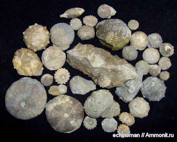 морские ежи, нижний мел, апт, Болгария, Aptian, Lower Cretaceous