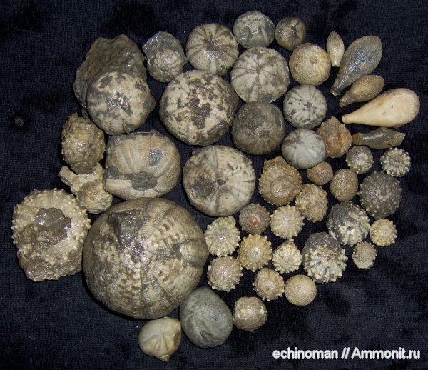 морские ежи, нижний мел, апт, Болгария, Aptian, Lower Cretaceous