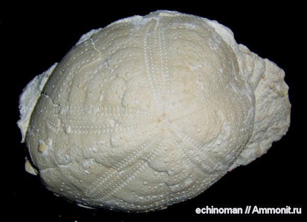 морские ежи, олигоцен, Болгария, Hypsopatagus meneghinii, Hypsopatagus