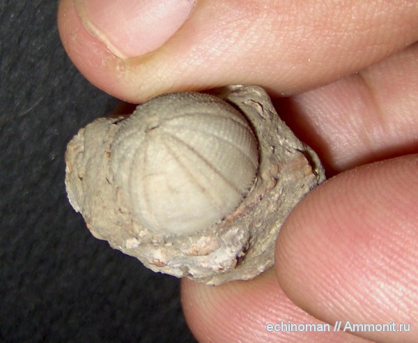 морские ежи, нижний мел, апт, Болгария, Magnosia pilos, Magnosia, Aptian, Lower Cretaceous