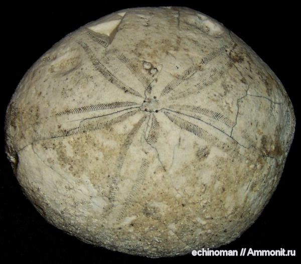 морские ежи, палеоген, Болгария, Gitolampas, Echinanthus, Страшимирово