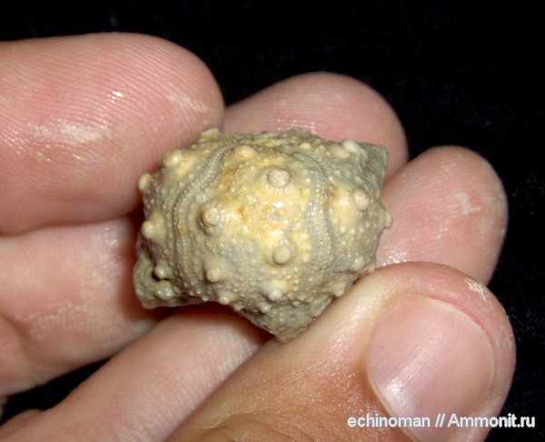 морские ежи, нижний мел, апт, Болгария, Pseudocidaris, Pseudocidaris clunifera, Aptian, Lower Cretaceous