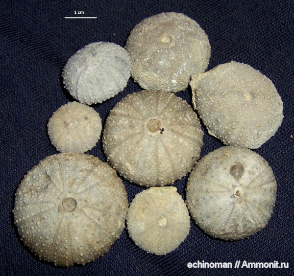 морские ежи, нижний мел, апт, Болгария, Orthopsis repellini, Orthopsis, Aptian, Lower Cretaceous