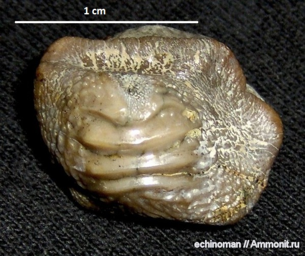 мел, Ptychodus, турон, Болгария, Turonian, Cretaceous