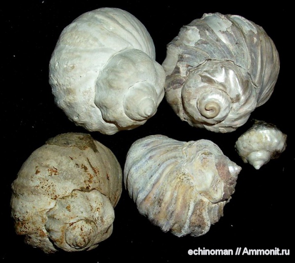 неоген, сармат, Barbotella, Barbotella intermedia, Болгария