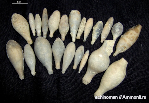 морские ежи, апт, иглы морских ежей, Болгария, Aptian