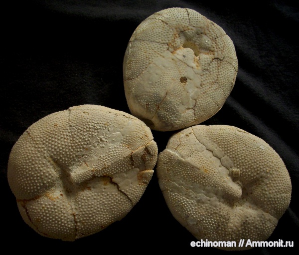 морские ежи, олигоцен, Болгария, Hypsopatagus meneghinii, Hypsopatagus