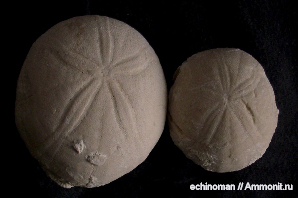 морские ежи, палеоген, олигоцен, Болгария, Echinolampas, Echinolampas cherichirensis