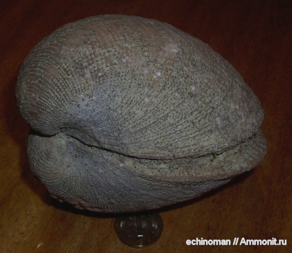 двустворчатые моллюски, олигоцен, Болгария, Fimbria major, Fimbria