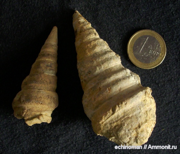 брюхоногие моллюски, нижний мел, апт, Болгария, Cassiope helvetica, Cassiope, Aptian, Lower Cretaceous