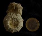 Stereocidaris, Cenomanian, Madara Formatio, Beloslav, Bulgaria