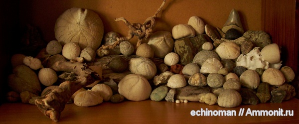 морские ежи, Болгария, коллекции