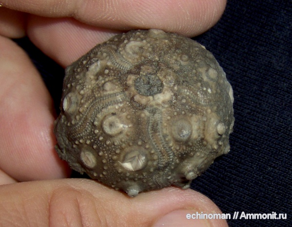 морские ежи, нижний мел, Болгария, Pseudocidaris, Pseudocidaris clunifera, Lower Cretaceous