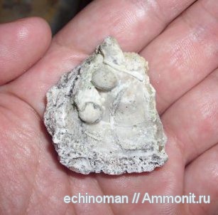 верхний мел, Болгария, жемчуг, мидии, Upper Cretaceous